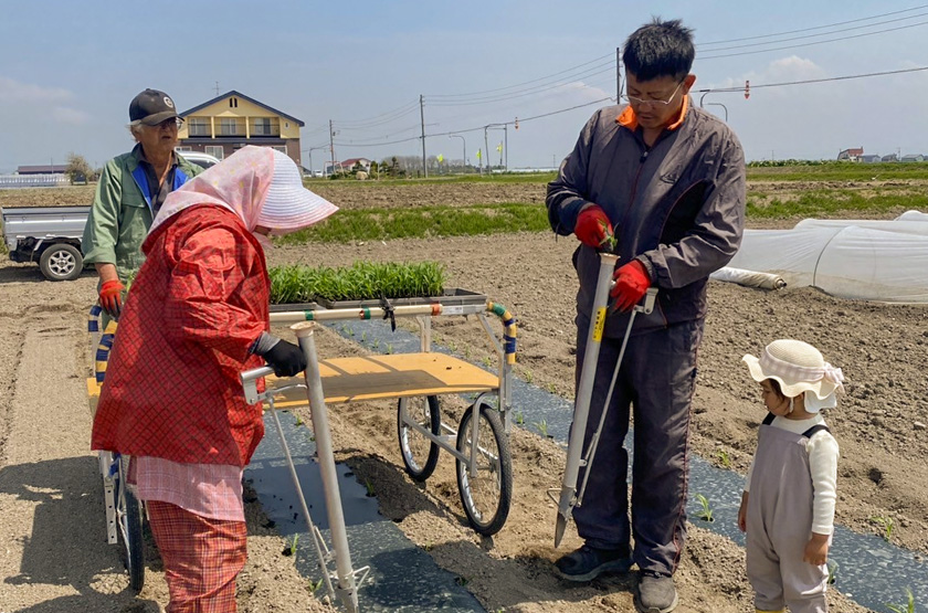 苗の植え付け作業